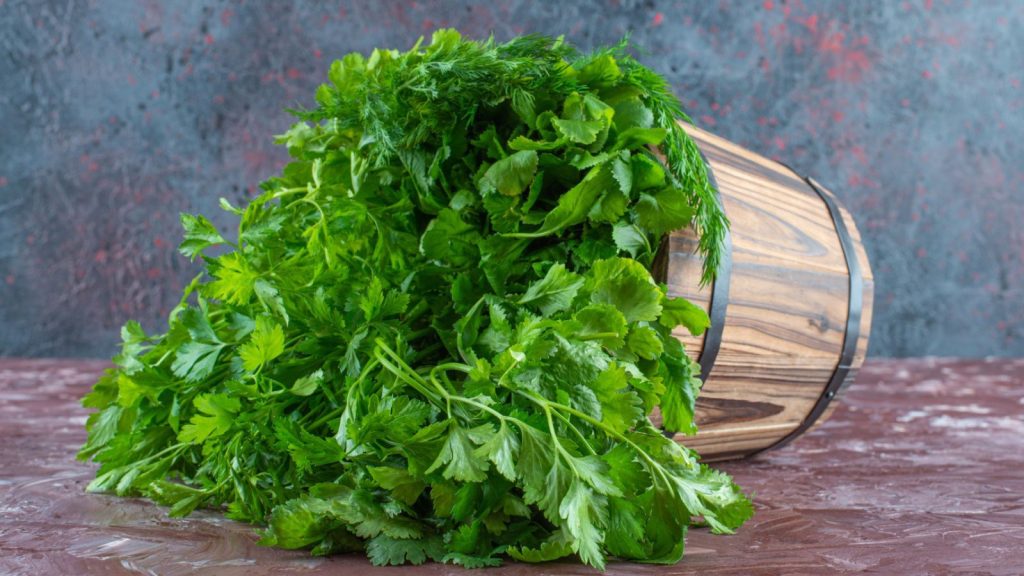 Pravi Celer? Exploring the True Essence of Wild Celery Pravi Celer? Exploring the True Essence of Wild Celery