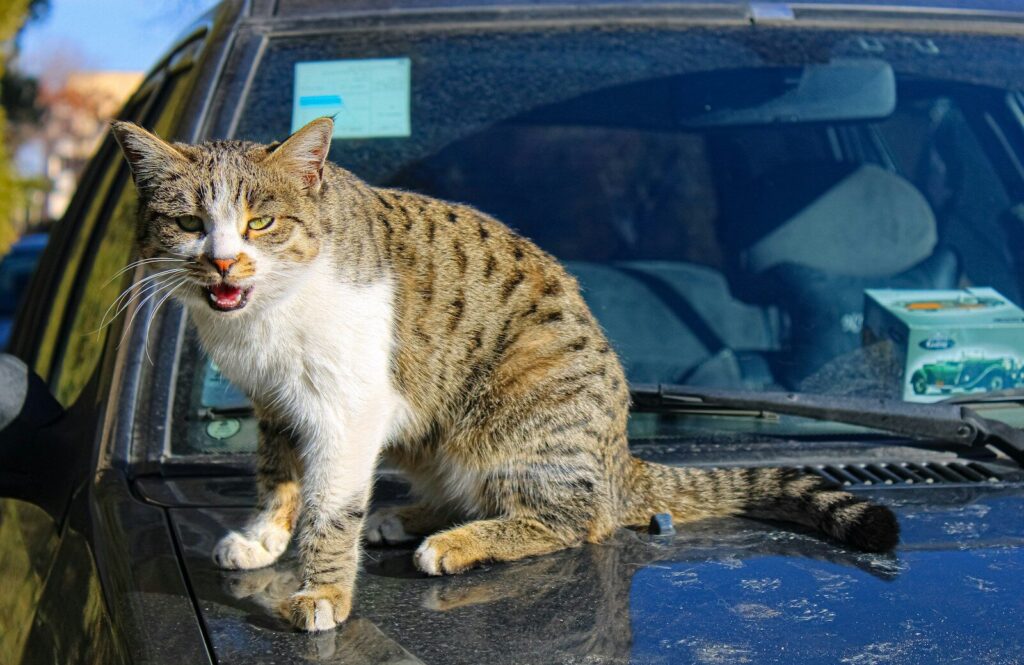 How Many Teeth Do Cats Have? Complete Guide for Kittens and Adult Cats A tabby cat sits on the hood of a car.